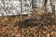 Critters Captured